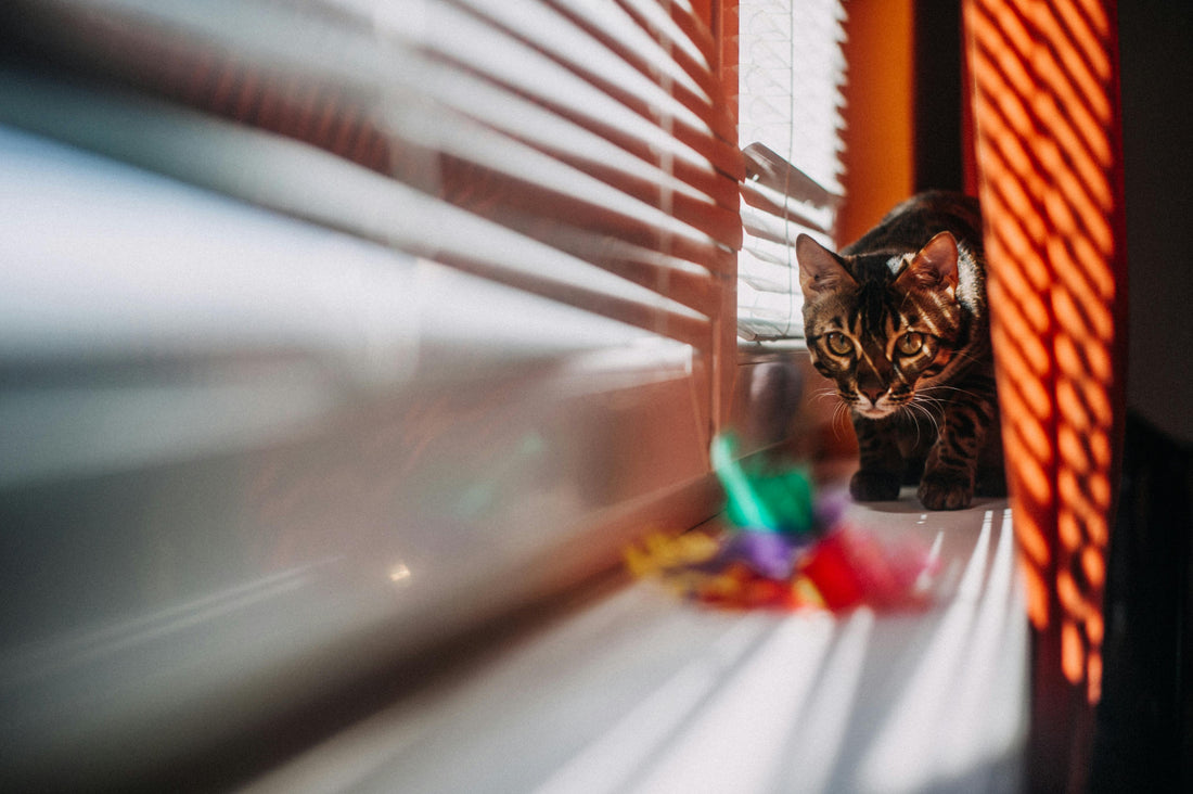 Best Interactive Cat Toys of 2025